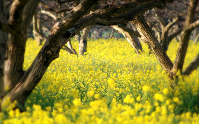 Flores-Amarillas_04.jpg