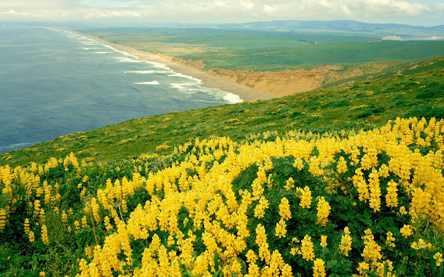 Flores-Amarillas_15.jpg