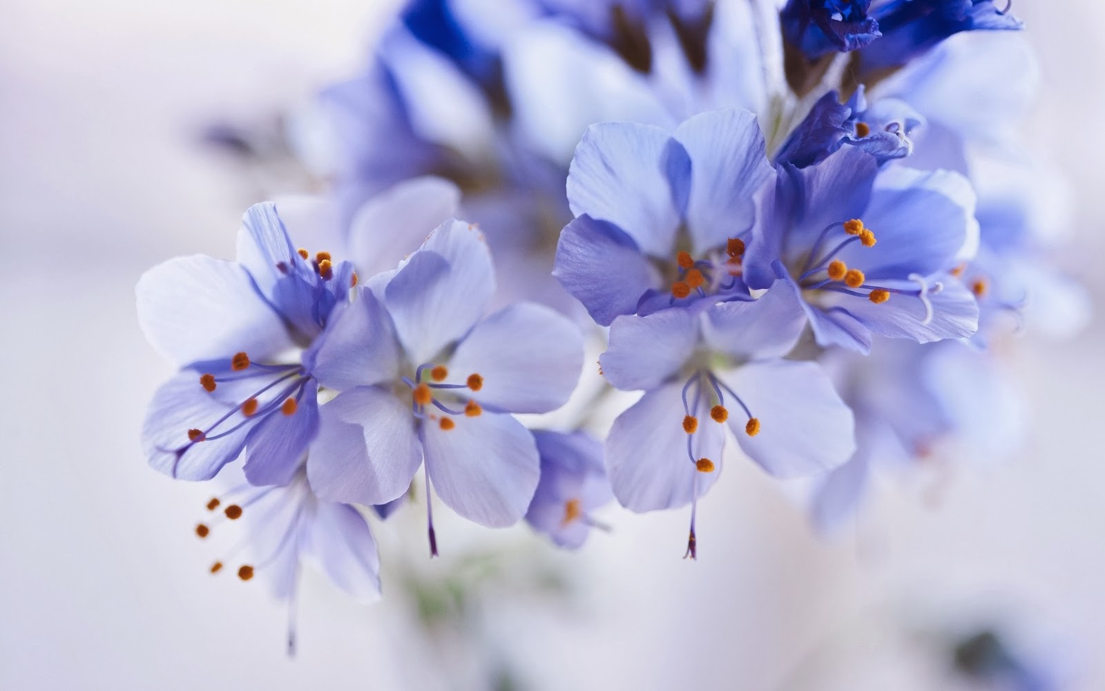 flores-azules..jpg