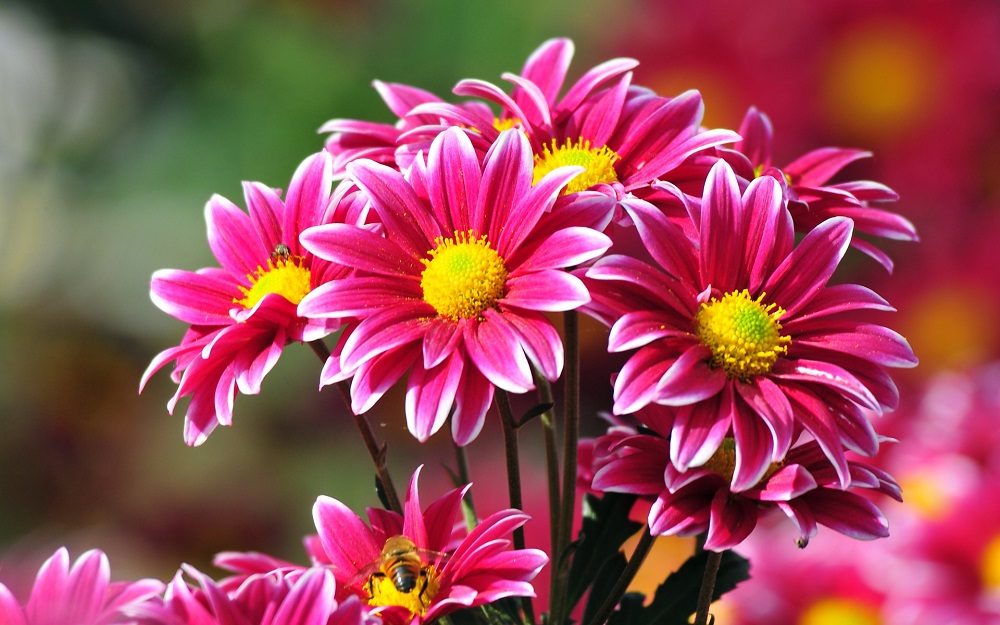 flores-bonitas.jpg