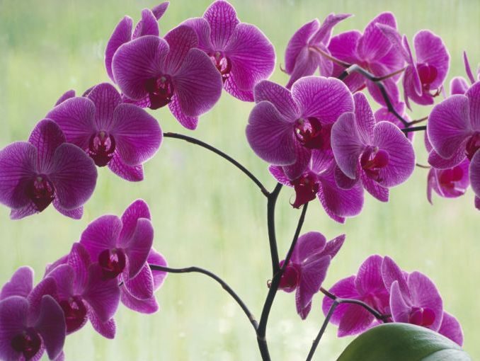 flores-bonitas-orquideas.jpg