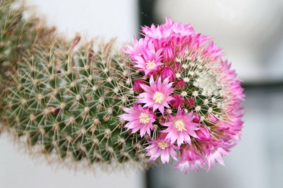 flores-cactus.jpg