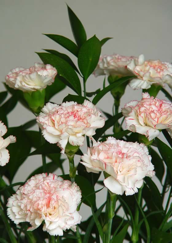 flores-claveles-jaspeados.jpg