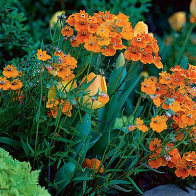 flores-dar-color-otono-L-su97lD.jpe