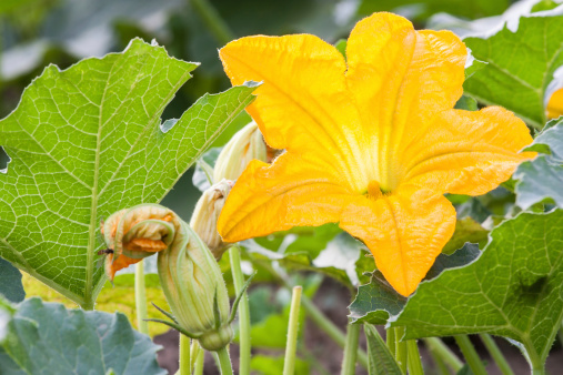 flores-de-calabaza-beneficios-para-la-salud.jpg