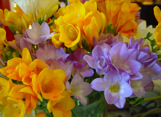 flores-de-freesias.jpg