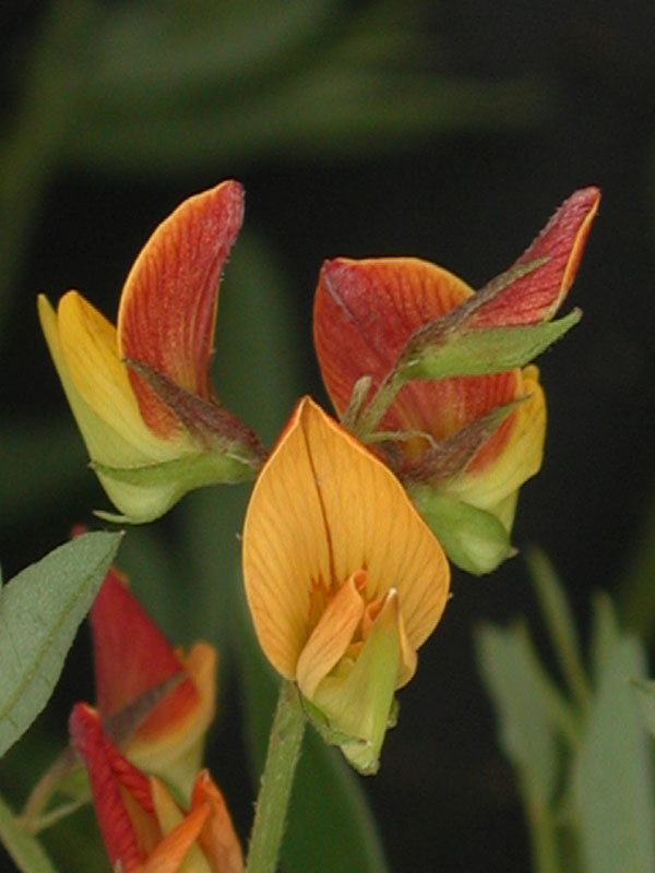 flores-de-frente-y-vista-lateral.jpg