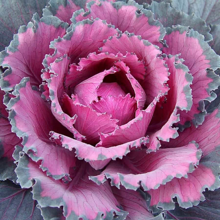 flores-de-invierno-1.jpg