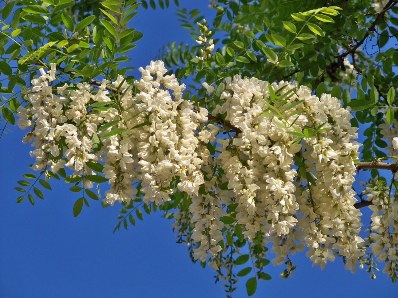 flores-de-la-falsa-acacia.jpg