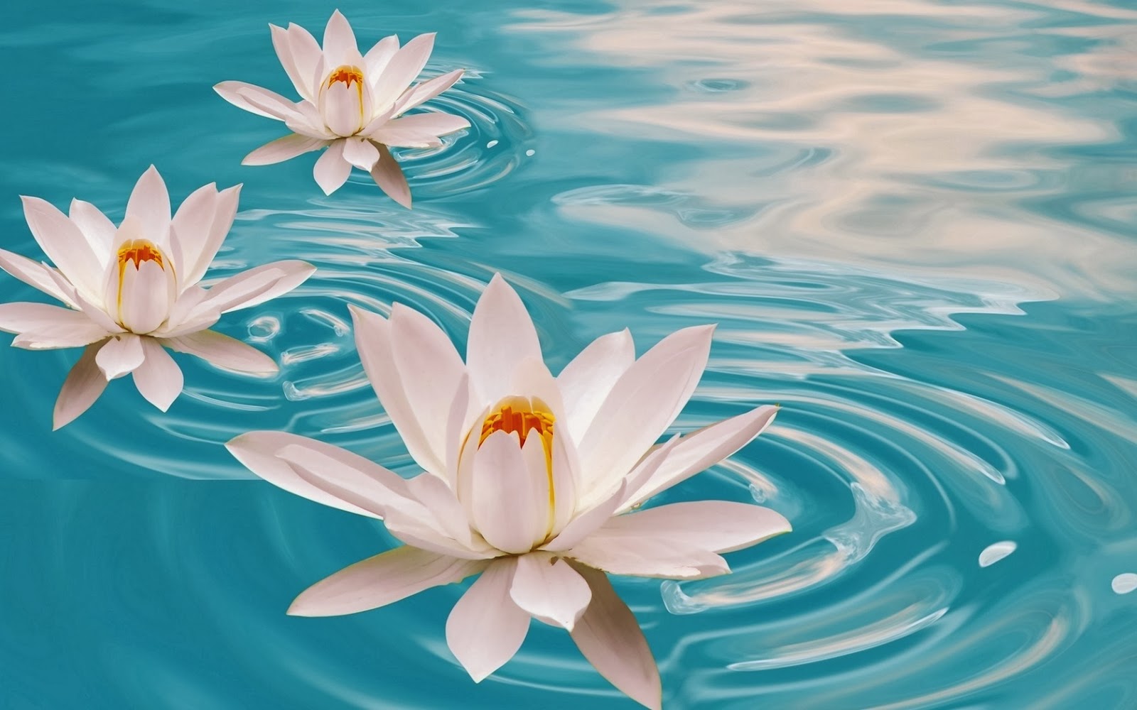 flores-de-liro-de-agua.jpg
