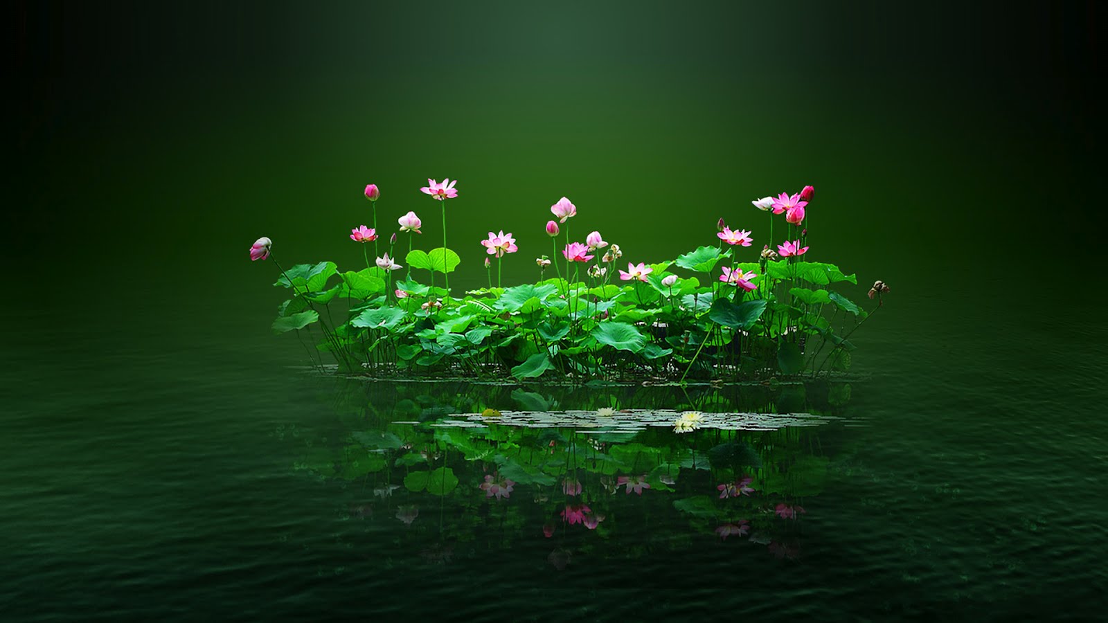 flores-de-loto-en-el-lago-del-paraiso-1920x1080.jpg