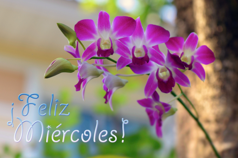 flores-de-mi-jardin-orquideas-feliz-miercoles-800x532.png