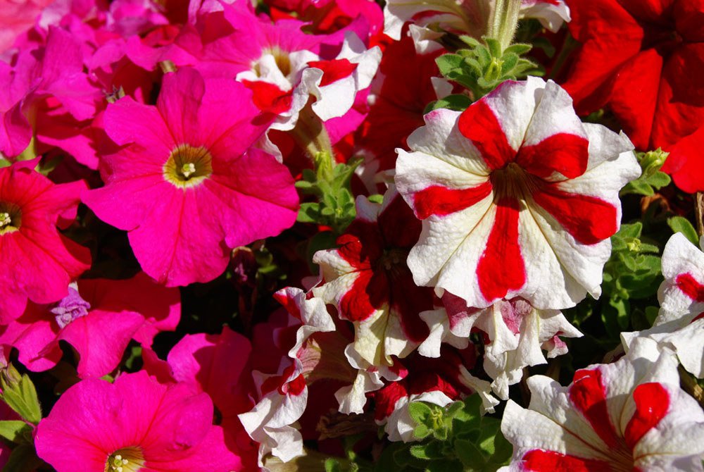 flores-de-petunia-grandiflora-hibrida-1.jpg
