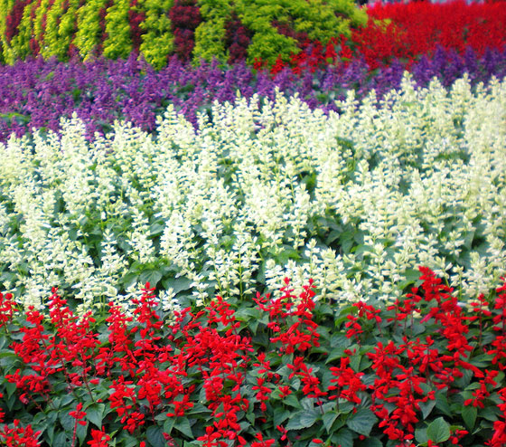 flores-de-salvia-splendens.jpg