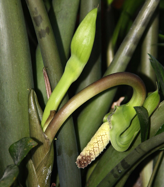 flores-de-zamioculca.jpg