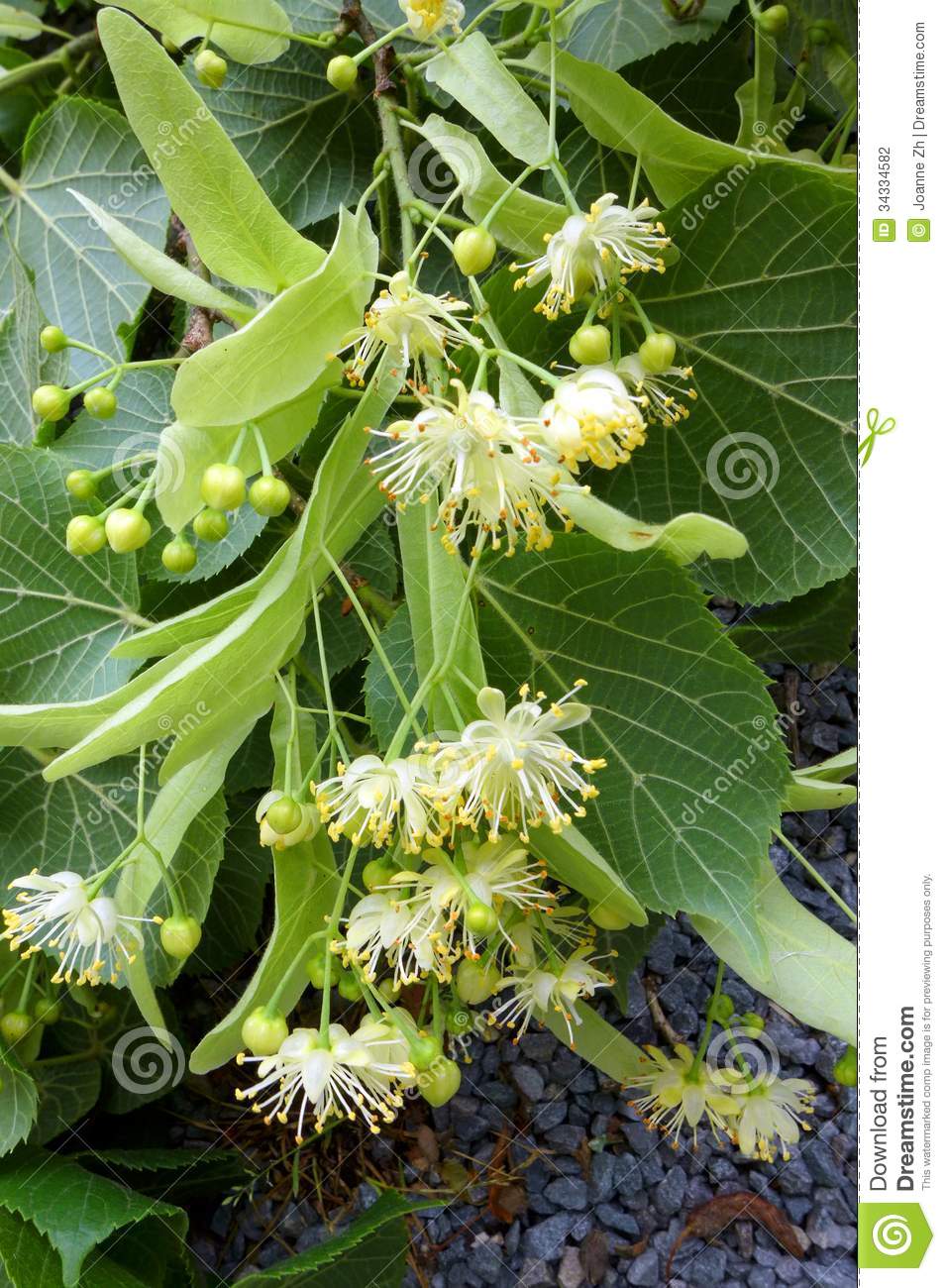 flores-del-%C3%A1rbol-del-tilia-o-de-tilo-34334582.jpg