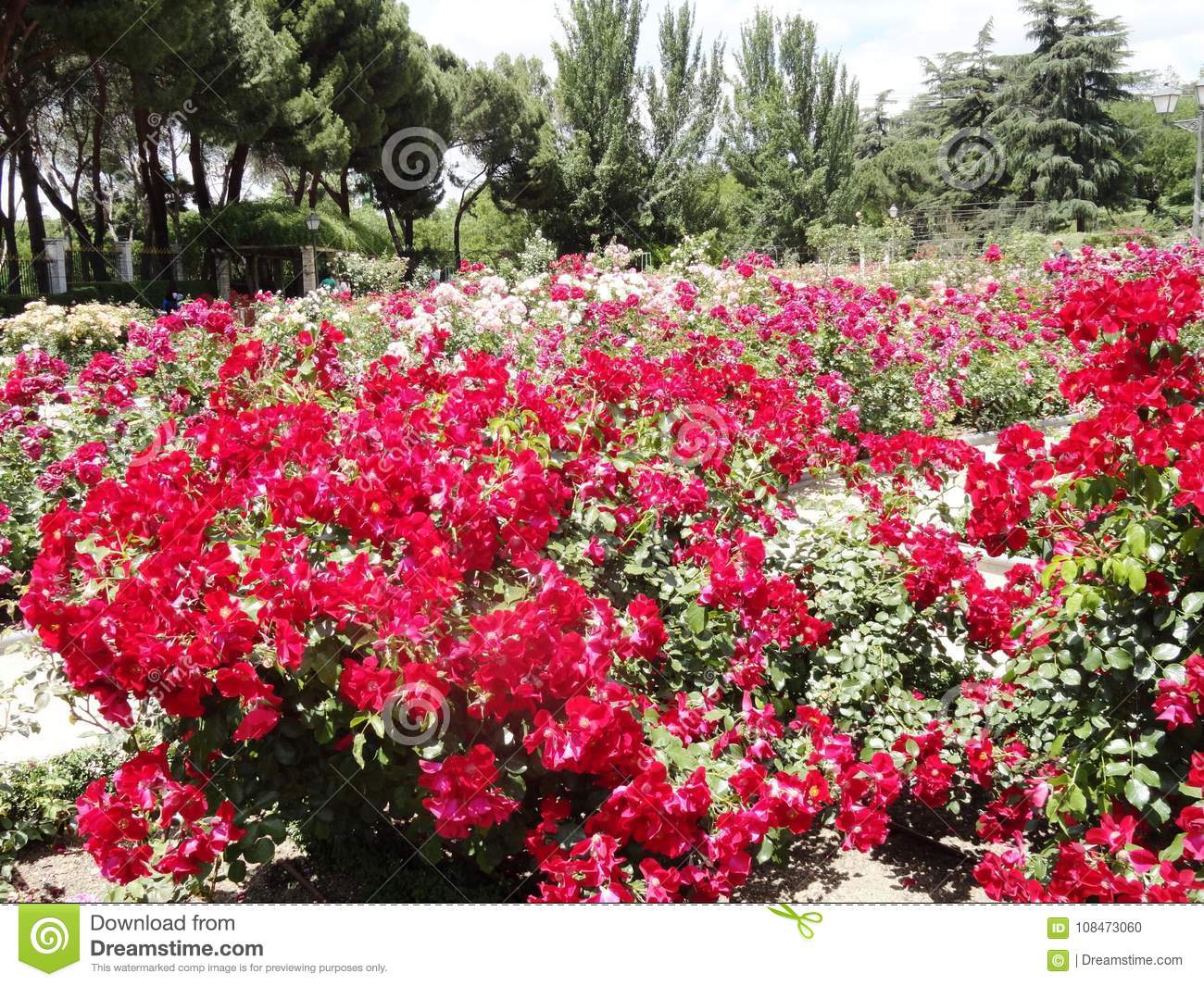 flores-en-el-parque-del-retiro-108473060.jpg