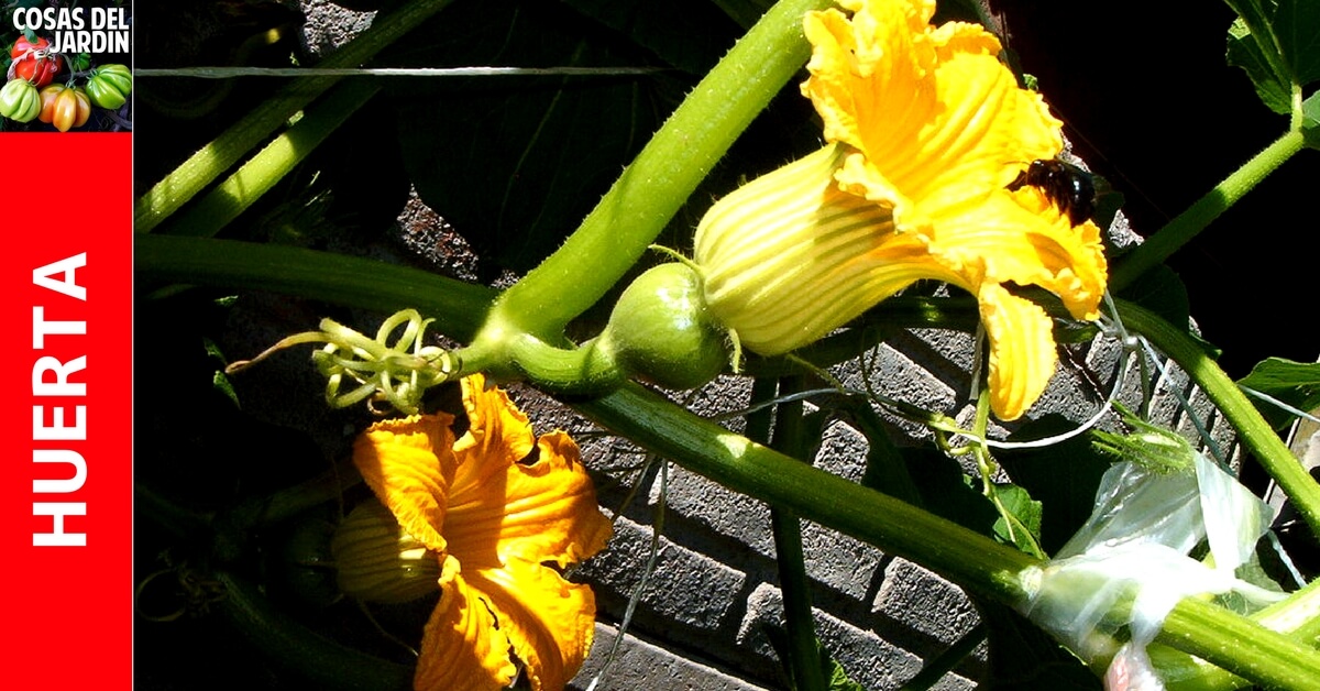 flores-hembra-1.jpg