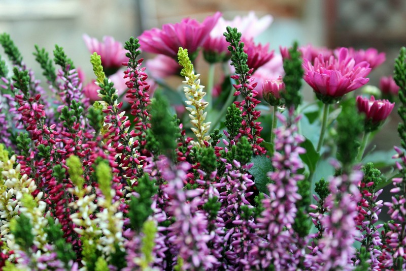 flores-jardin-invierno.jpg