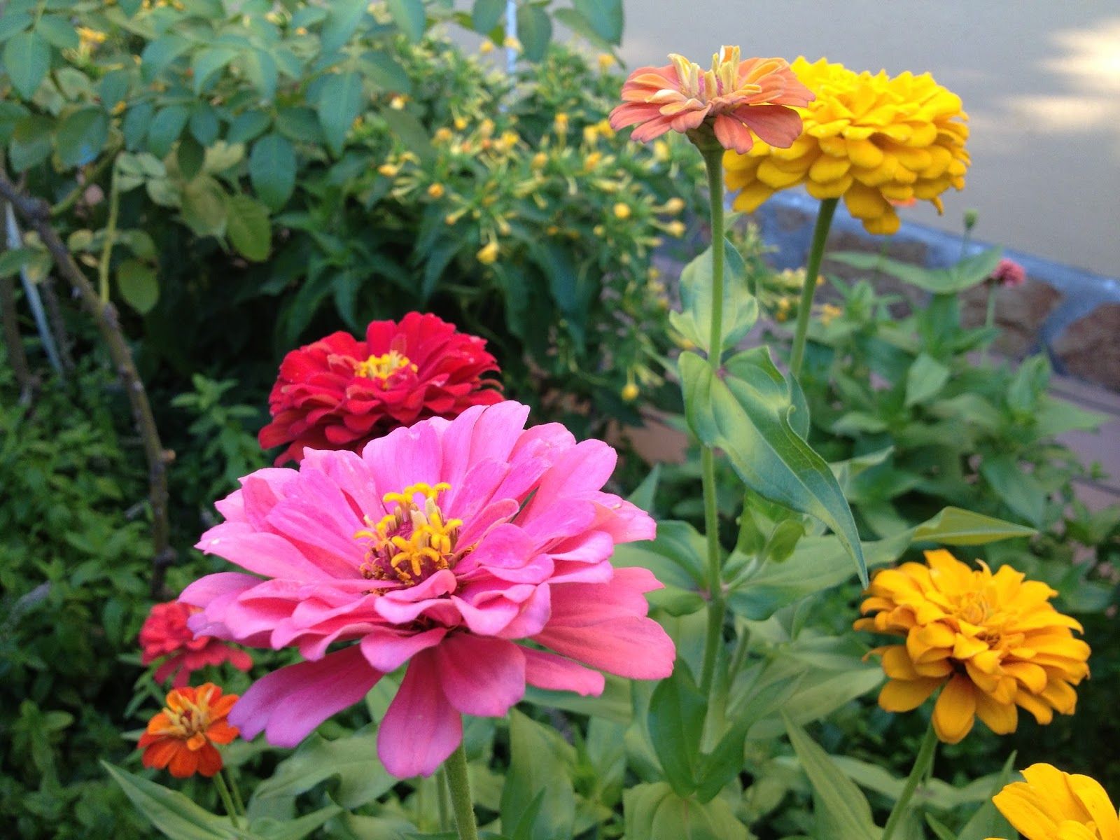 flores-jardin.jpe