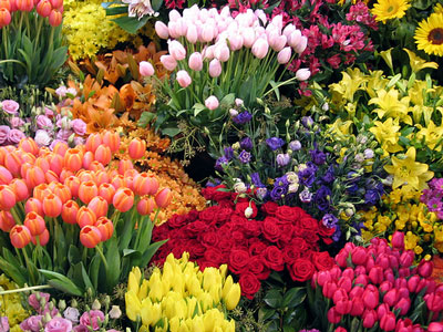 flores.jpg