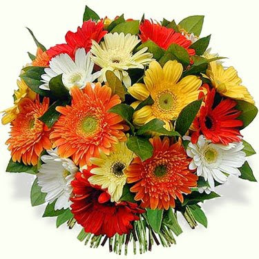 FLORES.jpg