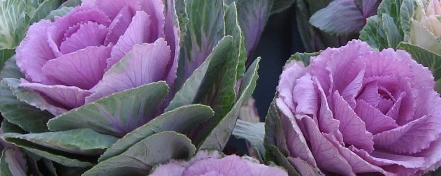 flores-lil%25C3%25A1s.jpg