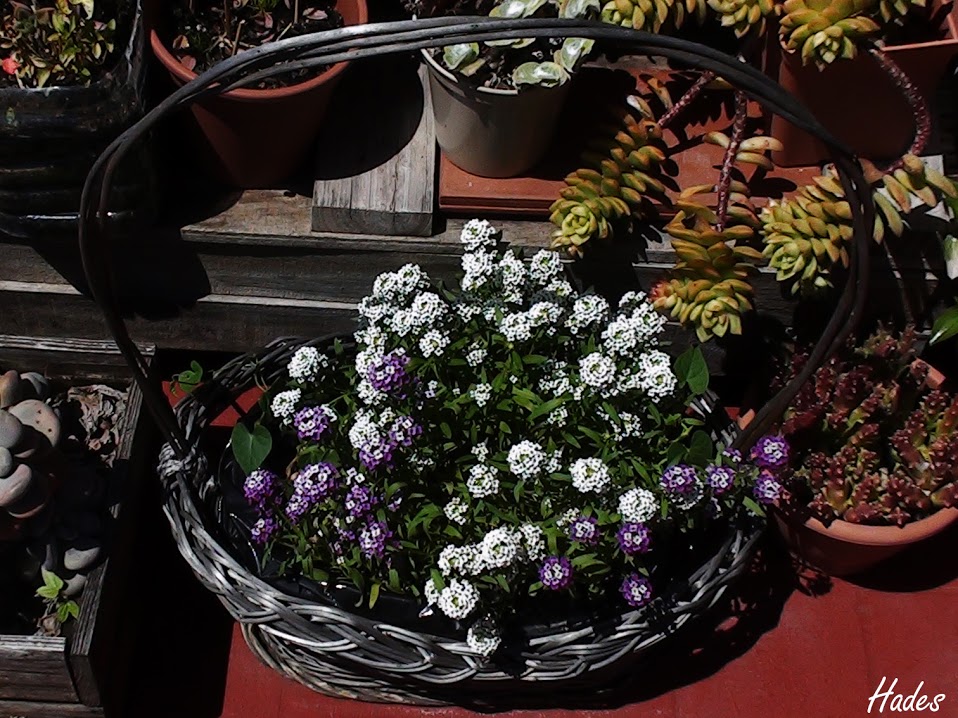 flores+lilas+cesta.jpg