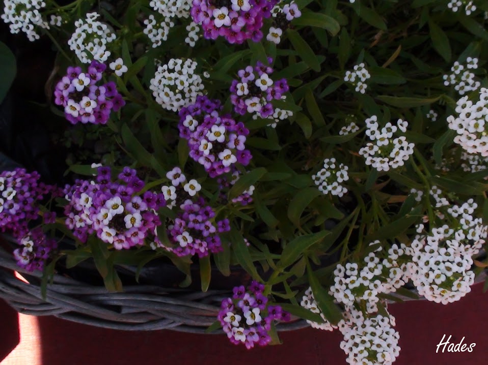 flores+lilas.jpg
