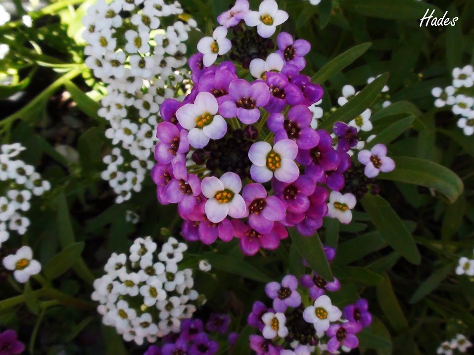 flores+lilas2.jpg