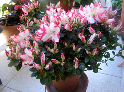 flores-marzo-001.jpg