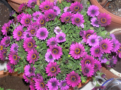 flores-marzo-015%7E0.jpg