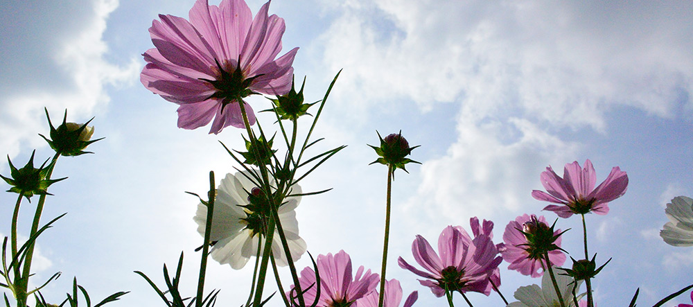flores-mas-bonitas-mundo.jpg