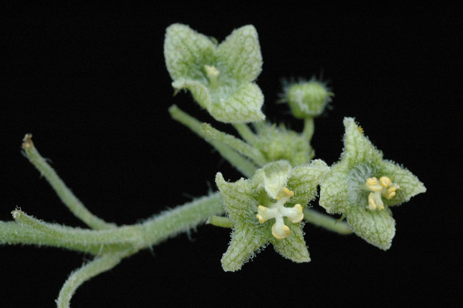 flores-masculinas1.jpg