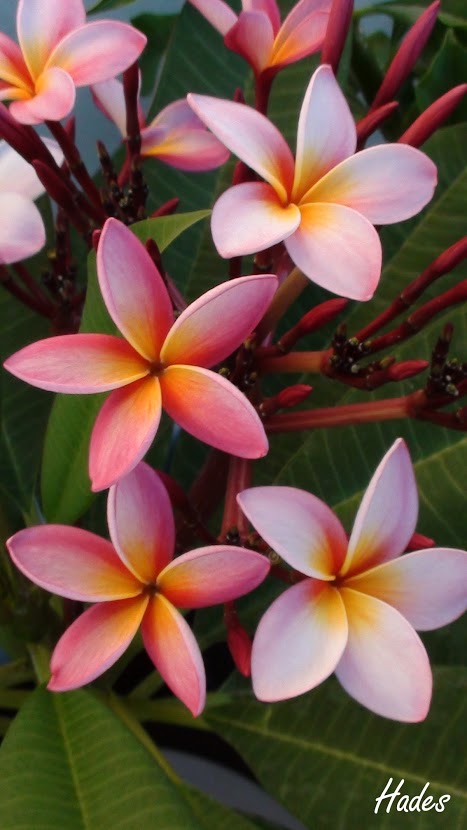 flores+plume.jpg
