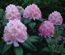 flores-rododendro.jpg