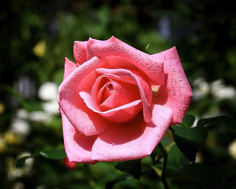 flores-rosa-con-gotas-de-roc%C3%ADo.jpg
