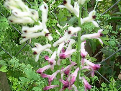 Flores silvestres.JPG