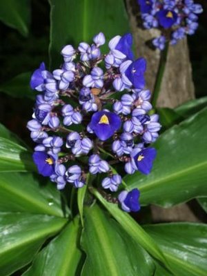 flores-tropicales.jpg