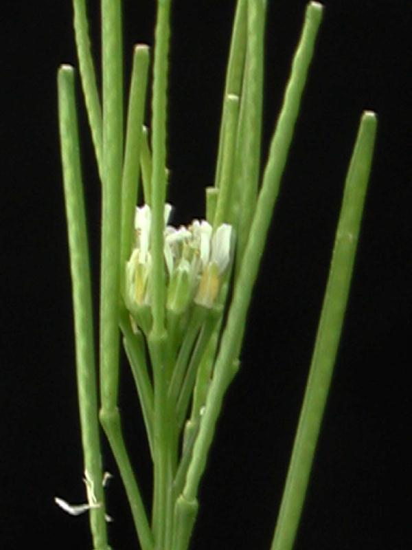 flores-y-frutos.jpg