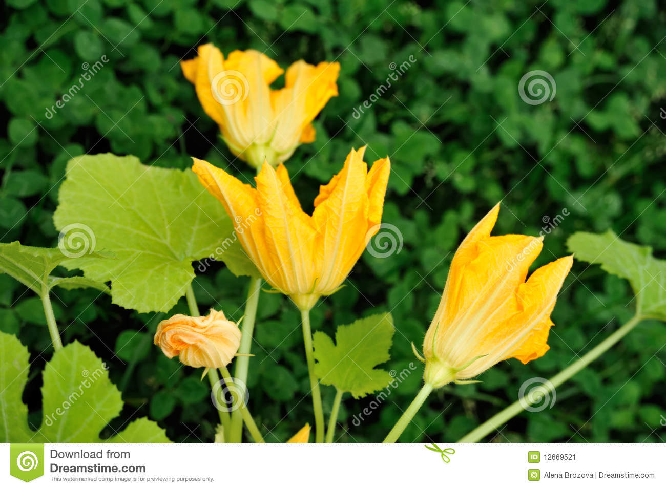 flores-y-hojas-de-la-calabaza-12669521.jpg