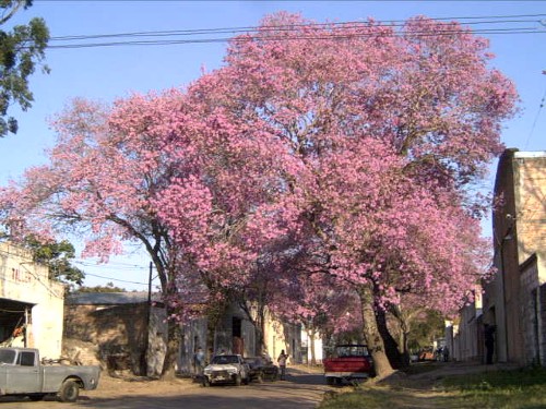 flores01.jpg