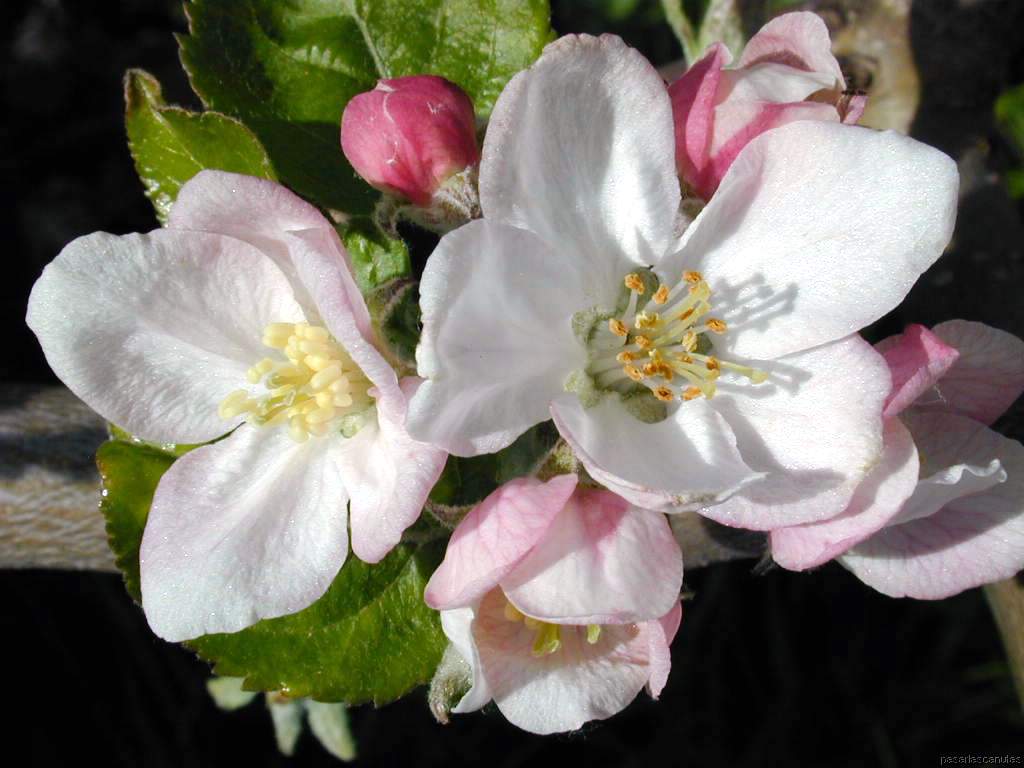 flores01.JPG