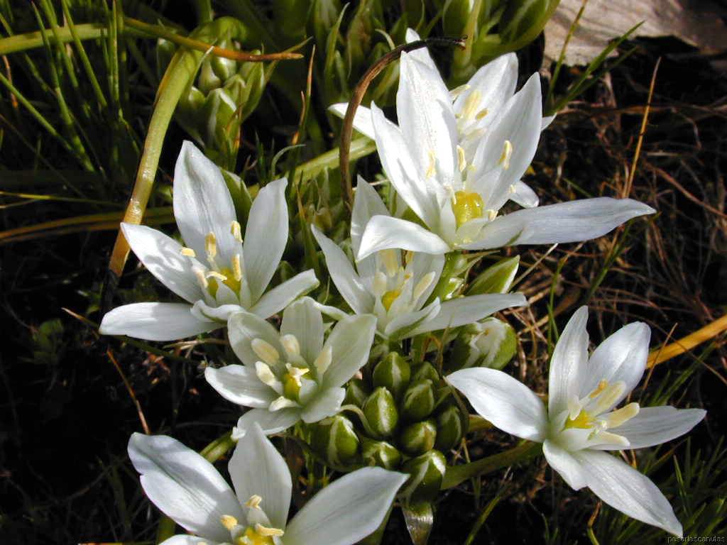 flores09.JPG