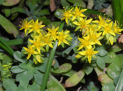 flores1-021.jpg