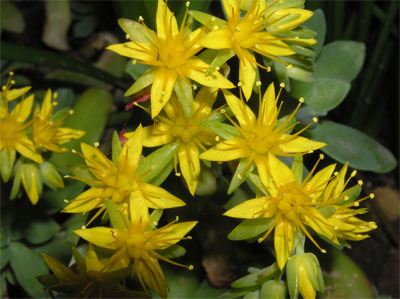 flores1-023.jpg