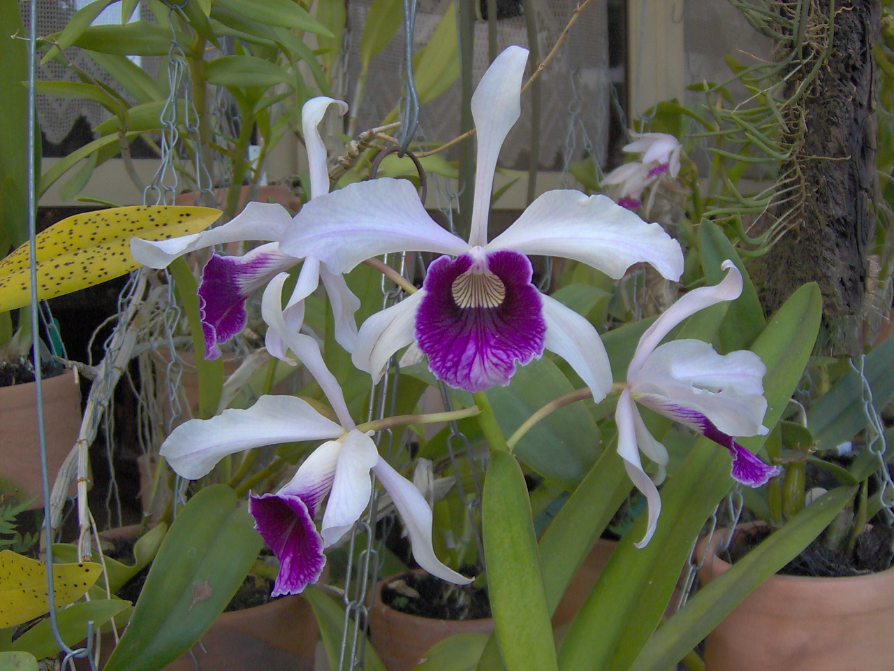flores1%20003.jpg