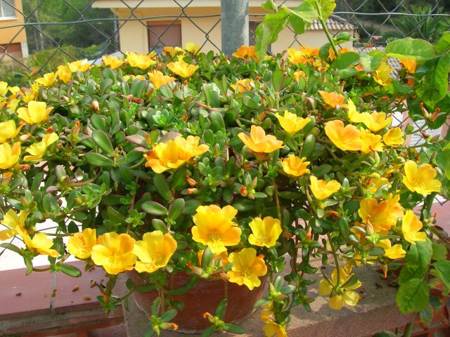 flores1.jpg