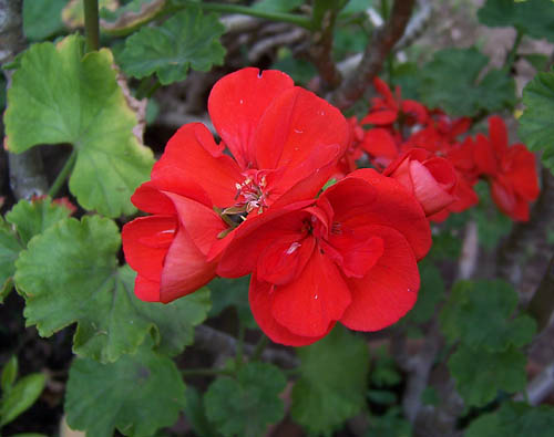 flores1.jpg