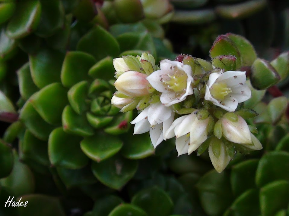flores2.jpg